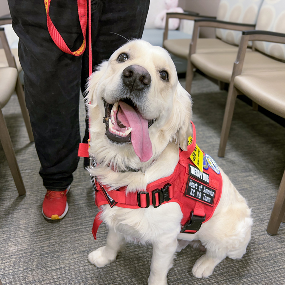 A therapy dog, a 4-year-old golden retriever smiling at the camera.