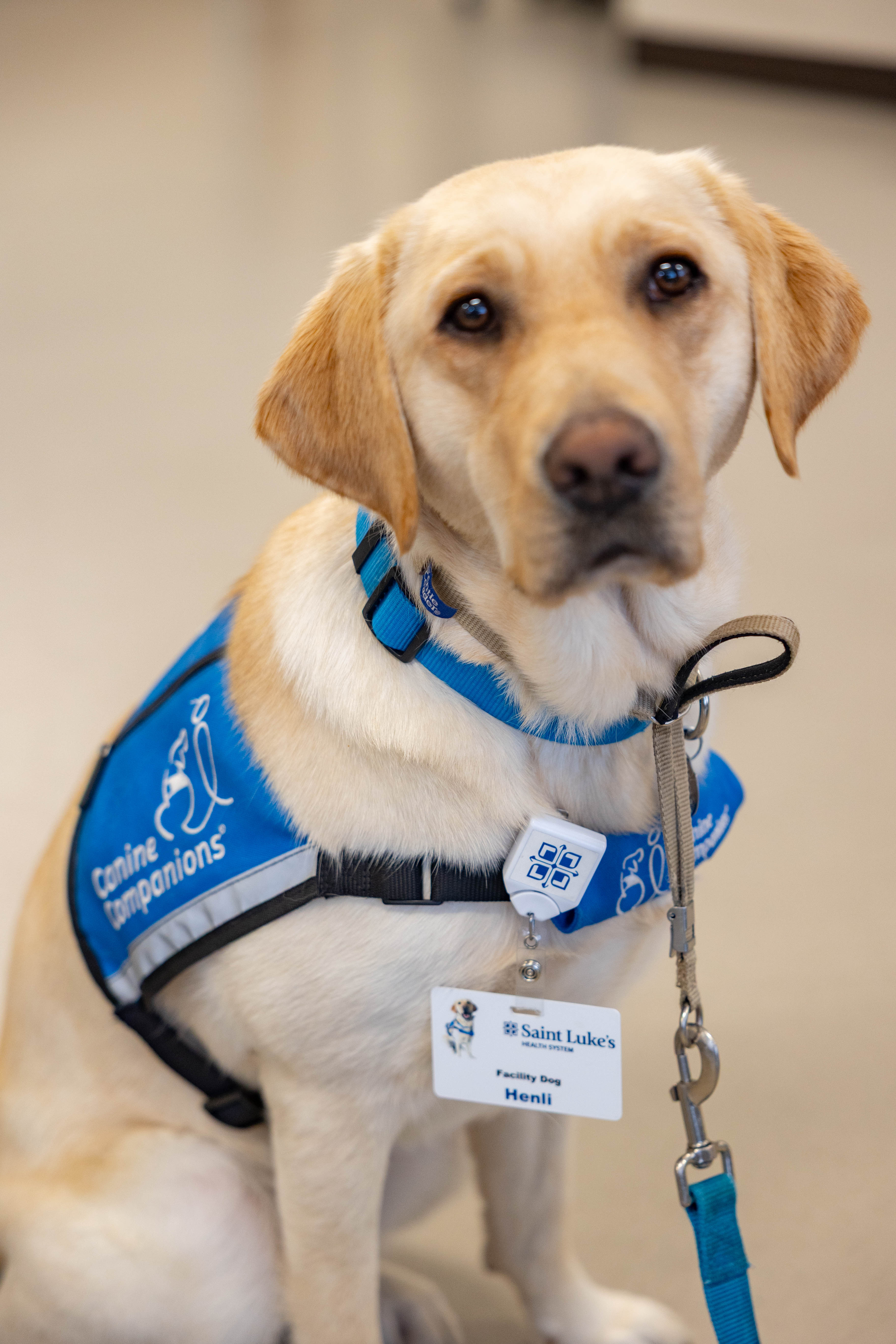 Henli the facility dog at the rehabilitation institute 
